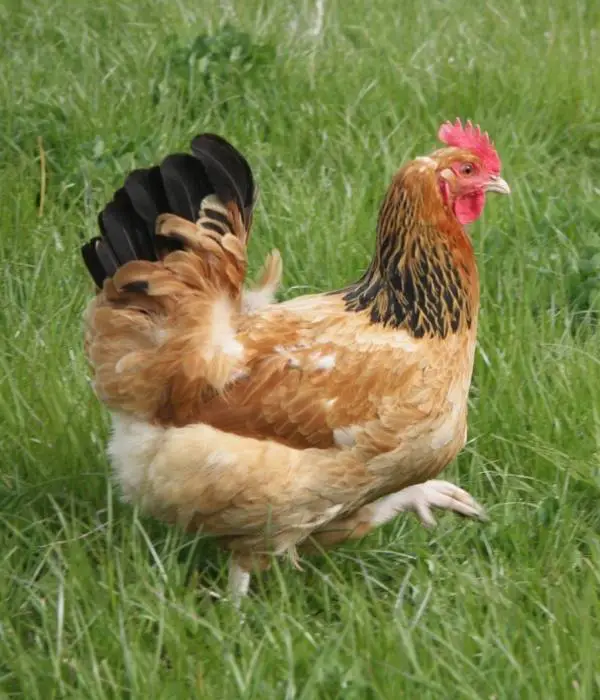 Buff Sussex Chicken