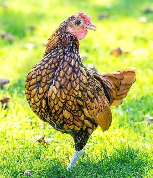A Gold Laced Sebright Chicken Front View Picture