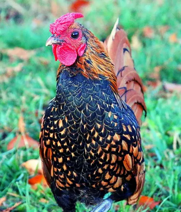 A Golden Laced Sebright Rooster Image