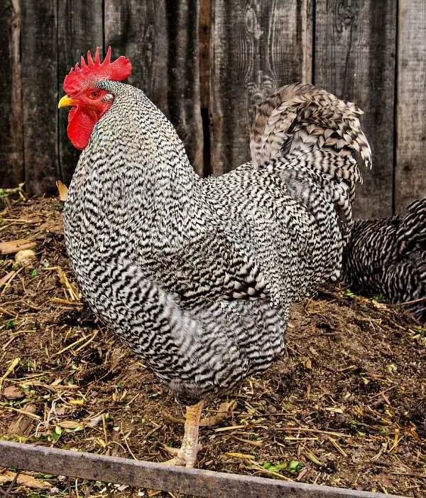 Plymouth Rock Chicken Rooster Standing