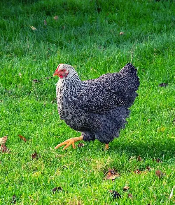 Plymouth Rock Chicken Grazing