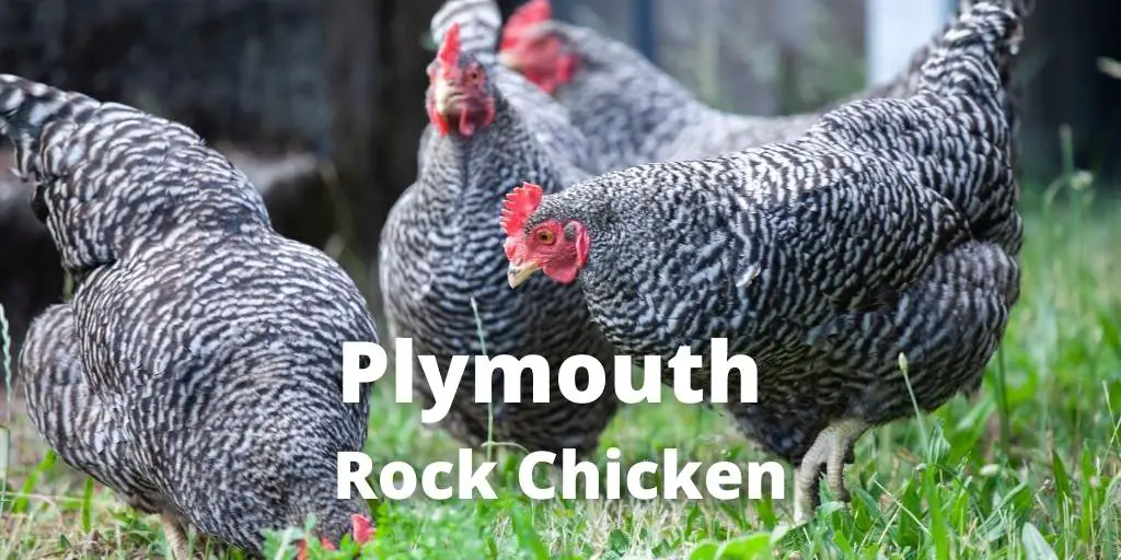 Plymouth Rock Chicken: Eggs, Size, Varieties, Colors, Picture
