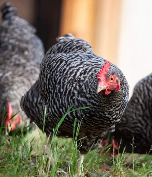 plymouth rock hen foraging