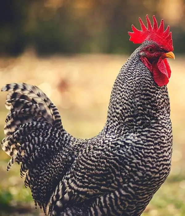 Plymouth Rock Rooster