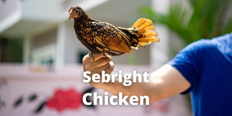 Sebright Chicken Breed Guide: Golden & Silver Bantam Pictures