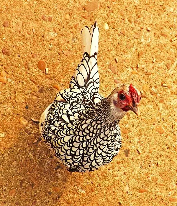 A Silver Laced Sebright Chicken Top View Picture