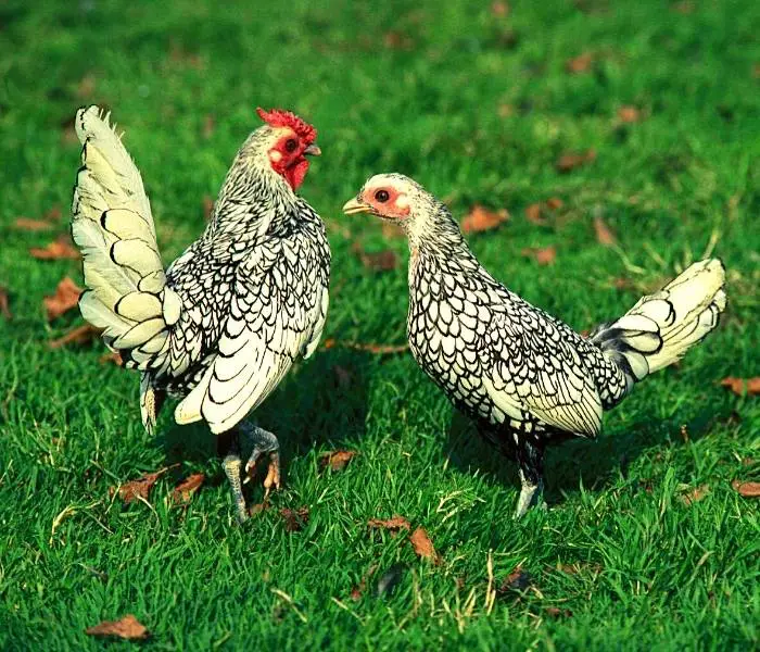 Silver Laced Rooster and Hen Image