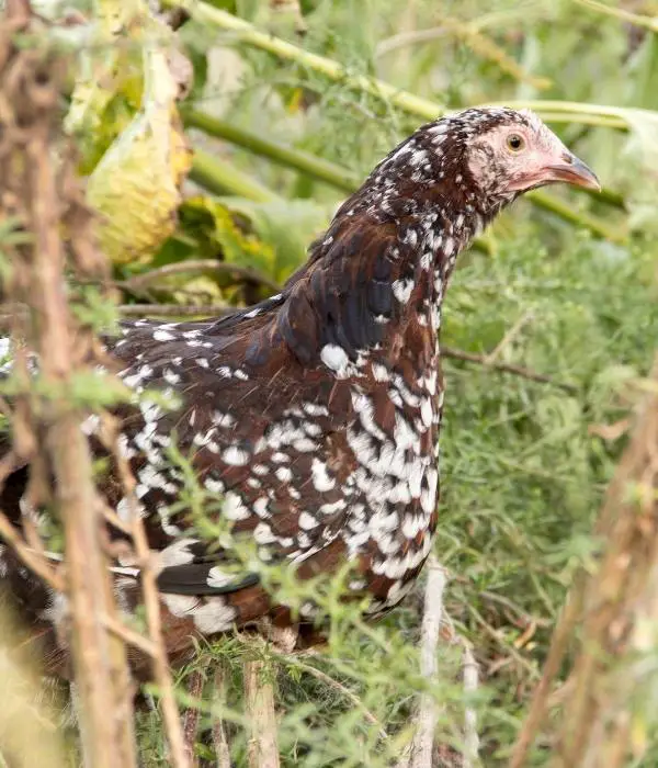 Speckled Sussex Chicken Hen