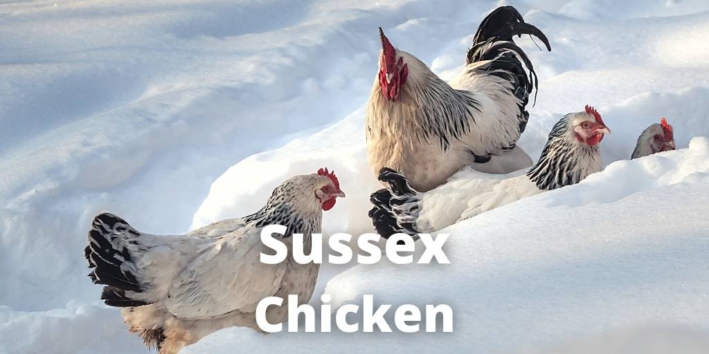 Sussex Chicken: Breed Guide, Eggs, Color, Care, Pictures