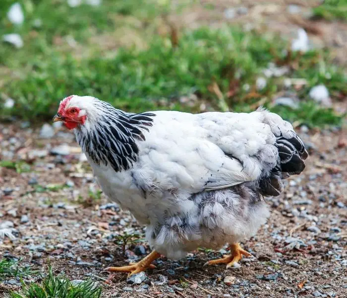 White Sussex Hen