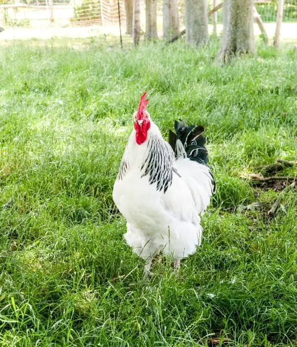 Sussex beautiful friendly and docile fowl