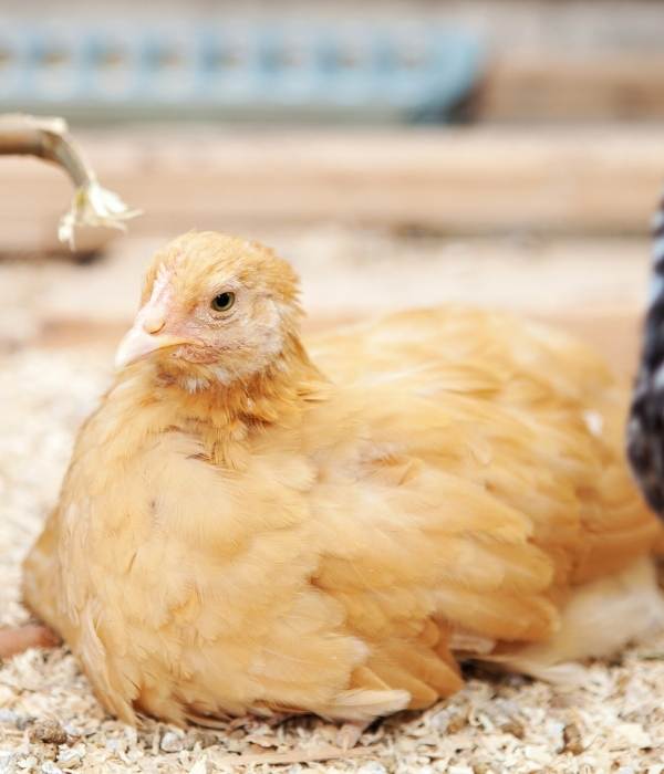 A buff pullet