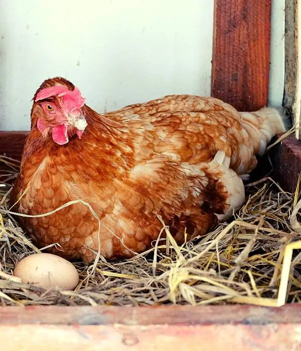 A broody pullet chicken