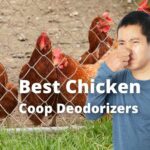 11 Best Chicken Coop Deodorizers (Make Coop Smell Better)
