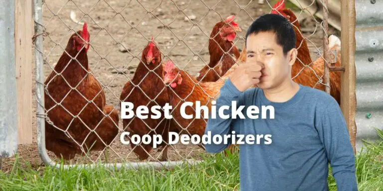 11 Best Chicken Coop Deodorizers (Make Coop Smell Better)