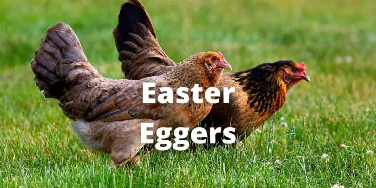 Easter Egger Chickens: Breeds, Rooster, Hen, Eggs, Pictures