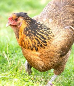 Easter Egger Chickens: Breeds, Rooster, Hen, Eggs, Pictures