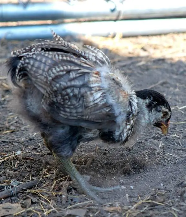 A Easter Egger baby chick