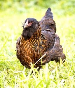 Easter Egger Chickens: Breeds, Rooster, Hen, Eggs, Pictures