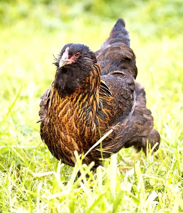 Easter Eggers are one of the best friendliest chicken breed which are blue and green egg layers