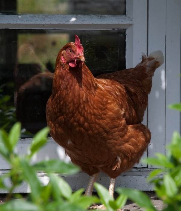 A Rhode Island Red Hen