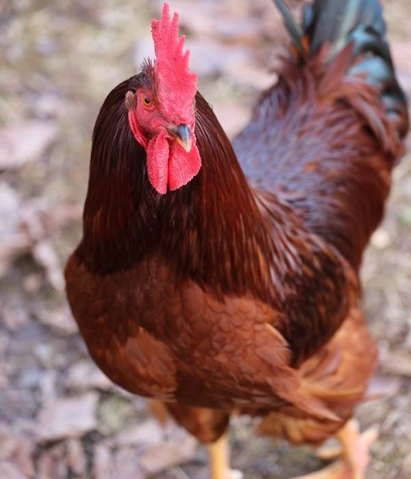 A Rhode Island Red Rooster