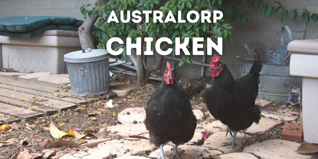 Australorp Chicken Breed : Eggs, Height, Size, and Raising Tips