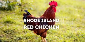 Rhode Island Red: Chicken Breed, Eggs, Color, Size, Pictures