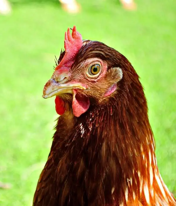 Rhode Island Red hen in alert