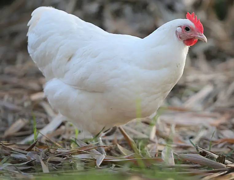 White Australorp Chickens