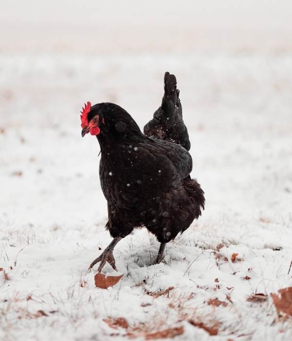 Black Australorp chickens