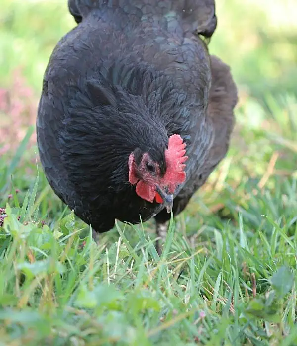 Australorp is foraging