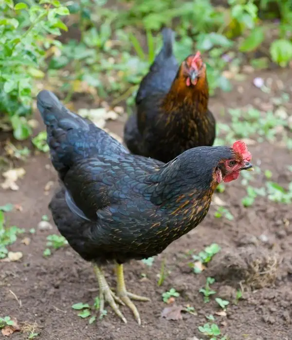 Two Australorp Chickens foraging in backyard
