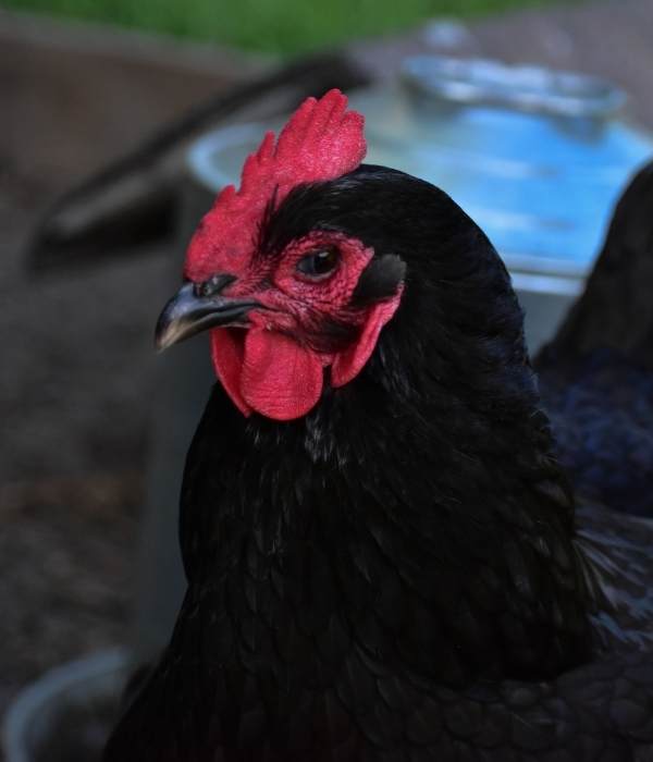 head view of Australorp Chickens