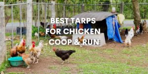 Best Tarps for Chicken Coop & Run