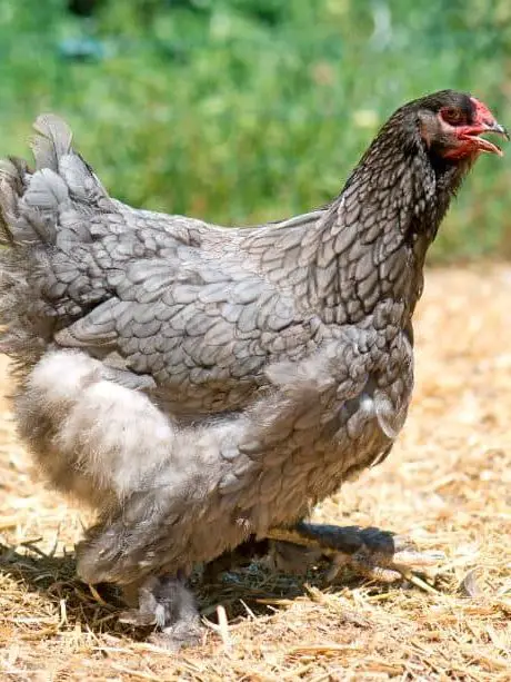 brahma chicken are excellent friendly fowls