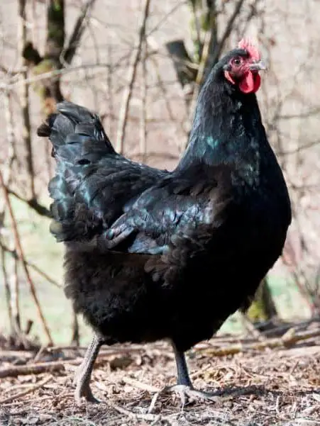 Jersey Giants are world largest friendliest chicken breed 
