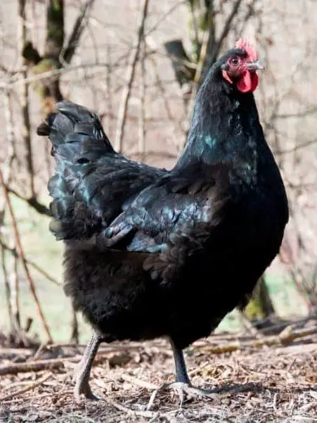 jersey giant hen