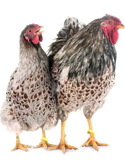 Best colorful friendly chicken breed