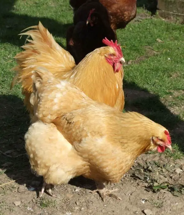 buff orpington rooster and hen