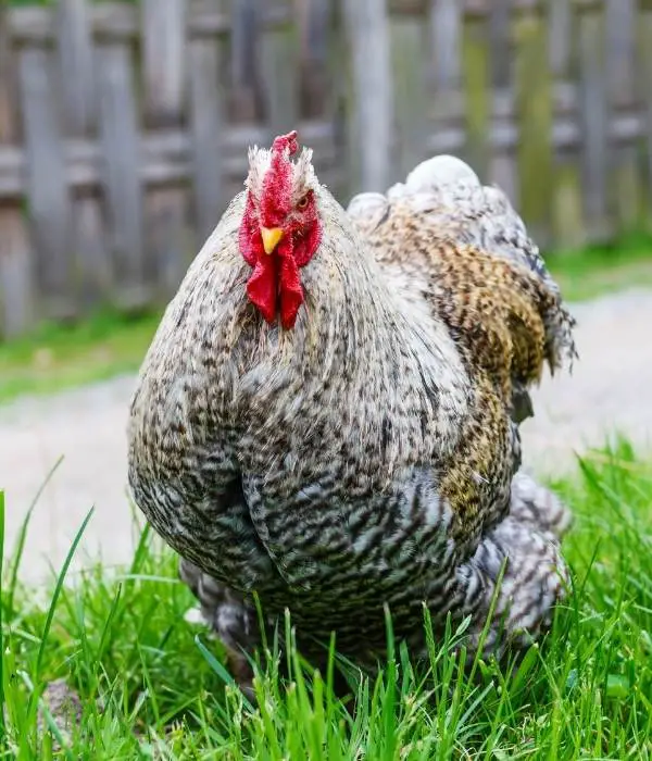 Best egg hatcher chicken cochins are friendly birds