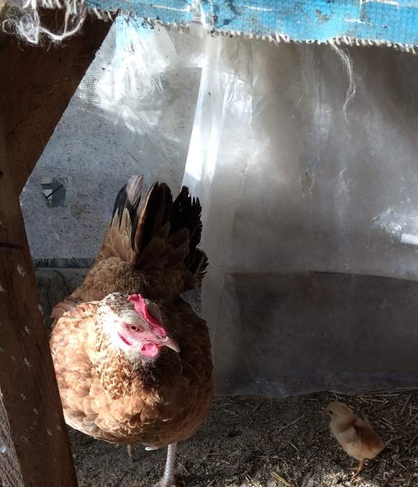 covering chicken coop using tarp sheets