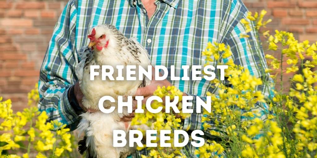 Top 15 Best Friendliest Chicken Breeds (Pets, Eggs, Show)