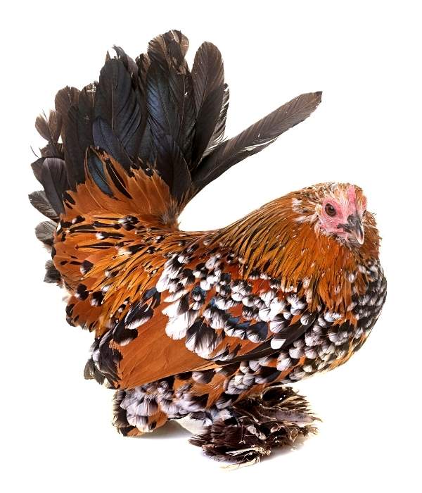 Booted Bantam a feathered feet chicken