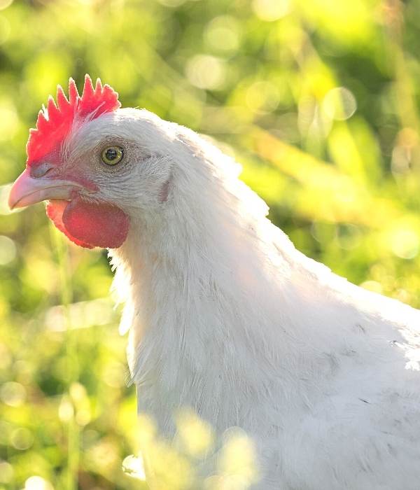 Bresse Gauloise chicken