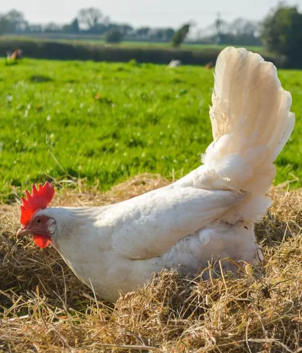  California White Chicken 