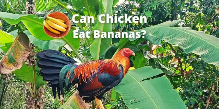 Can Chicken Eat Bananas? Unripe, Peel, Fruit Part