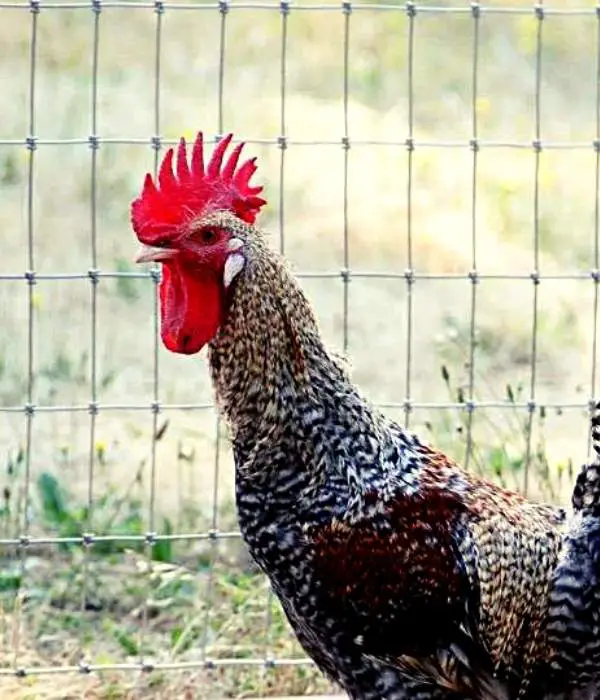 Chicken with Carnation Comb