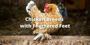 Best 11 Chicken Breeds with Feathered Feet (Info & Pictures)