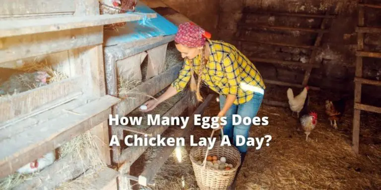 How Many Eggs Does A Chicken Lay A Day